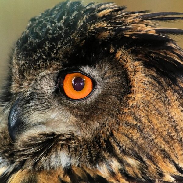 琥珀色の大きな瞳をしたワシミミズクのこはく