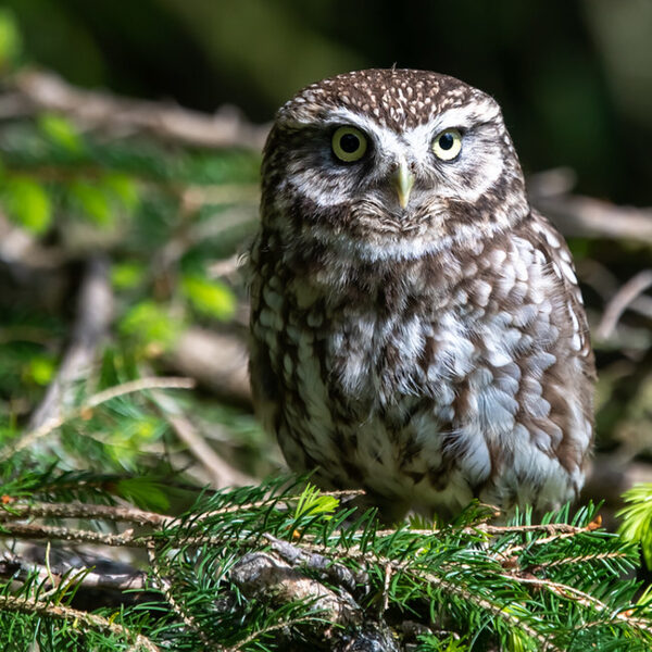 緑の枝の上にとまる小さなコキンメフクロウのまめ