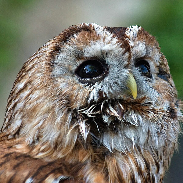花に囲まれてたたずむモリフクロウのもり
