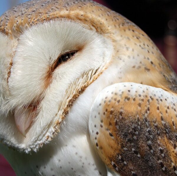 ハート型の白い顔をしたメンフクロウのゆき